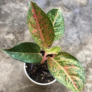 aglaonema big roy