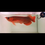 ikan arwana super red 40cm chilli