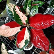 Tanaman Hias Aglaonema Threecolour - Aglonema Treecolor