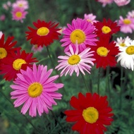 1 pack seeds kekwa Daisy/ bunga Kekwa kembang setahun