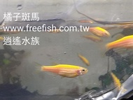 台北市-逍遙水族-小型魚-燈科魚-好養-橘子斑馬-螢光魚-螢光仙子