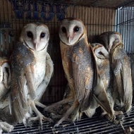 Burhan/Burung Hantu Barn owl/Tyto alba/Pembasmi hama tikus Terbaru