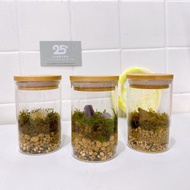 水晶苔蘚生態瓶 生態瓶 微景觀 水晶盆景 辦公室小物 植栽 綠植