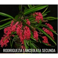 Rodriguezia lanceolata.  Orkid hutan