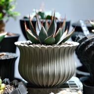 CBP006植木鉢 耐熱/室外/原創設計/多肉塊根植物/盆器盆栽/送禮
