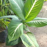 aglonema / Benih Herbal / hiasan taman