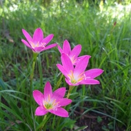 tanaman hias lily hujan pink tanaman rain Lily bunga pink per 1 biji