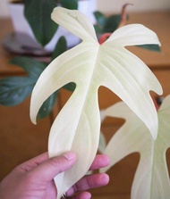 TANAMAN HIAS PHILODENDRON FLORIDA GHOST