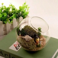 1 Bể kính tròn Terrarium, Chai tiểu cảnh, Bể kính mọng nước và rêu, Trang trí tiểu cảnh trong suốt, 