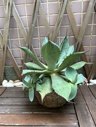 龍舌蘭 . 三宅雷神 Agave