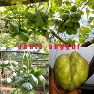 biit labu siam jenis anggur labu jepan labu pekon. waluh siem. harga satuan
