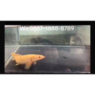PALMAS SENEGALUS ALBINO SLAYER SEMI SHORTBODY (RARE)