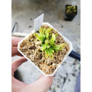 Dionaea Muscipula "G17 aka Megatrap" Venus Flytrap