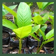 Pokok lerek hutan /pokok viral untuk lemang