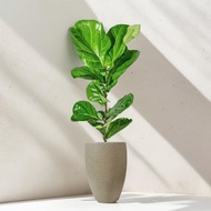 琴葉榕水泥盆栽 拿鐵棕磨石子花盆 落地盆栽 大盆栽 開幕送禮