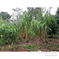 BENIH TEBU TELUR/TEBU KUNING (SUGARCANE SEED)