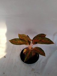 tanaman hias aglonema / aglonema big roy