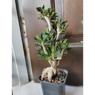 Nice Euphorbia Decaryi 老庄安博皱叶麒麟大块垠