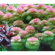 Red cabomba furcata low tech plant aquarium /aquascape