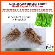 (8Pcs) Crown Asparagus F1 Hybrid Produktif