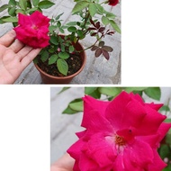 Pokok Bunga Ros/Mawar Kampung Wangi Pink Pekat