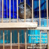 Hwamei Mini Tieumi Wambi Mini Jantan Burung 1001 Suara Gacor Bkn Bahan