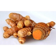 New fresh Temulawak 1kg fresh wet tuber Temulawak Toko_local