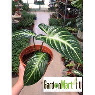 <GardenMart4U> Xanthosoma Lindenii Pokok Hidup 乳脈千年芋