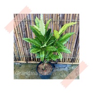 (GG real plant) Puding Thailand ^ crotons pokok puding hidup hiasan rumah luar live outdoor housepla