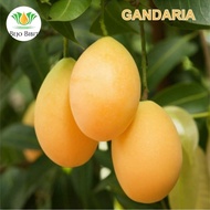 Bibit Tanaman Buah Gandaria Thailand-Bibit Buah Gandaria Manis
