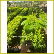 ✹ ◎ ◶ Mahogany Tree Seedlings (1pc.)