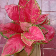 Red Anjamani / Aglaonema Anjamani Merah