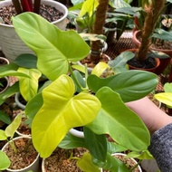 TANAMAN HIAS PHILODENDRON VIOLIN GOLDEN