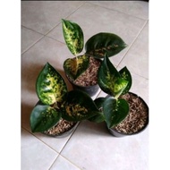 Anakan aglaonema sultan brunei Bibit aglaonema sultan br kiprwu 8821ey