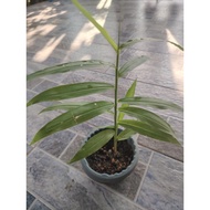 POKOK BONGLAI DENGAN PASU