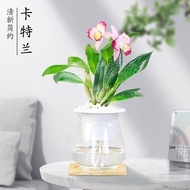 Yuanjing Oncidium Oncidium Hydroponic Plant Indoor Ornamental Flower Pot Dream Fragrant Orchid Golden Butterfly Orchid H