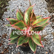 แสงเงินแสงทอง กระถาง 8 นิ้ว / Aglaonema aura pot 8