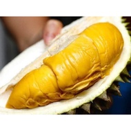 Pokok Durian Musang King/ Raja Kunyit D197 Original