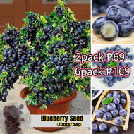 100pcs Edible Blueberry Tree Seeds Sweet Fruit Seeds for Planting Fruit Plants Seeds Blueberry Live Plants for Sale Real Plants Bonsai Tree Live Plant Fruit Plant Dwarf Fruit Trees Plants Flower Seeds