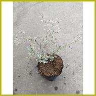 ♕ ◧ ∮ Variegated African Talisay Tree  Variety