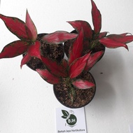 Aglaonema Rubby Garuda - Tanaman Hias Aglaonema