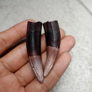 Sepasang TARBUY TUA- Jumbo,Temuan Asli Mati Ngurak Kalung Taring buaya