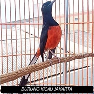 MURAI BATU MEDAN JANTAN GACORAN PE 18 -19