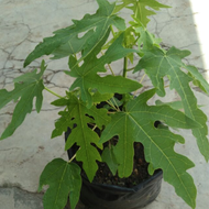 Malaysia Stock Fast Shipping Anak Pokok Betik Sekaki
