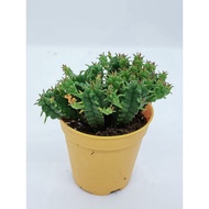 Potting Plant-Euphorbia Flanaganii