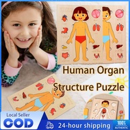 Wooden Human Body Puzzle for Toddlers Anatomy Puzzle Skeleton Human Body Organ Learning for Kids 木质拼
