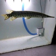 ikan aligator florida gar 25cm + aligator florida gar jumbo 20-28cm