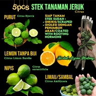 Kaffir Key Lime Lemon Nasnaran 无籽柠檬/酸橙/麻疯橙 Fresh Stem Stems Cuttings Plant Fruit Culinary Aromatic S