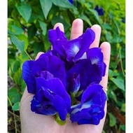 [LIVE PLANT] Anak pokok bunga telang / biru / nasi kerabu (sila baca keterangan produk)