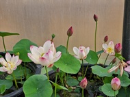 5 เมล็ด เมล็ดพันธุ์บัว บัวนอก สายพันธุ์ Cong Ke สีชมพู ขาว บัวแคระ Micro Lotus(Tea Cup Lotus) บัวจักรพรรดิ์ บัวสวมงาม บัวนำเข้า Lotus Seeds